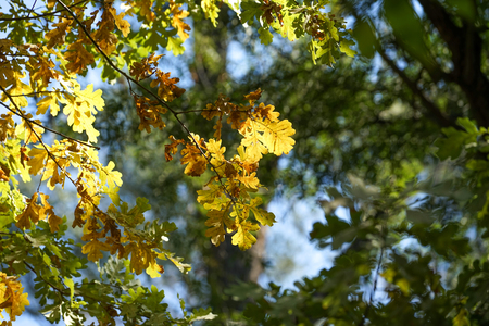 Autumn yellow oak leaf on a long branch on a background of green leaves of the tree.の写真素材