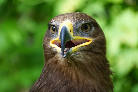 A large bird of prey on a green natural background in Sunny day.の写真素材