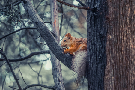 Red squirrel on a grey background is eating a walnut.の写真素材