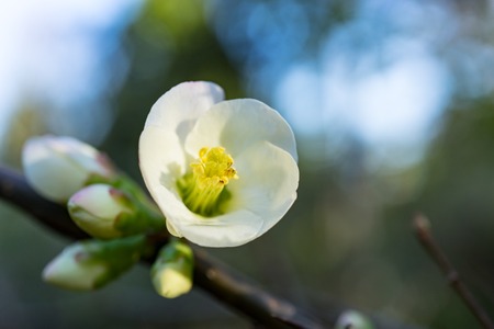 Natural background with white flower Japan quince branches and leaves in winter.の写真素材
