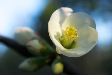 Natural background with white flower Japan quince branches and leaves in winter.の写真素材