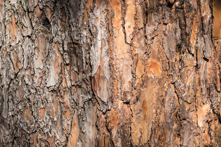 natural background made of a closeup of brown tree bark with wide grooves and spots of sunlight.の写真素材