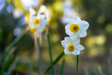 Flowers of white Narcissus on a blurred green natural background on a Sunny day.の写真素材