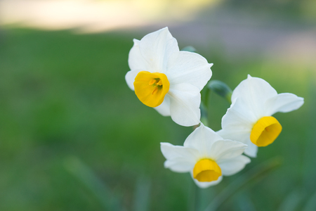 Flowers of white Narcissus on a blurred green natural background on a Sunny day.の写真素材