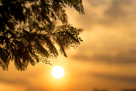 Acacia branches silvery in the contour light on the background of a bright sunset.の写真素材