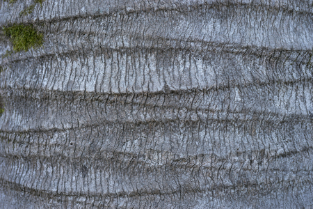 Relief grey bark of palm trees with green moss. Natural background, texture.の写真素材