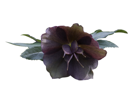 Violet flower isolate of Caucasian freezer on white background.の写真素材