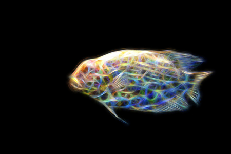 Abstract translucent fish of rainbow colors on black background.の写真素材