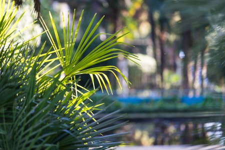 Natural background with fan palm leaves in the foreground on a Sunny day.の写真素材