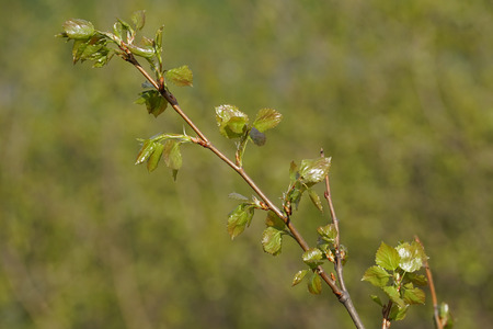 Murmansk, Russia-June 5, 2015: A branch of Karelian birch with young leaves on a blurred background of green grass.の写真素材