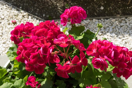 flowers bright pink geranium with green leaves on a bed sprinkled with white decorative stones.の写真素材