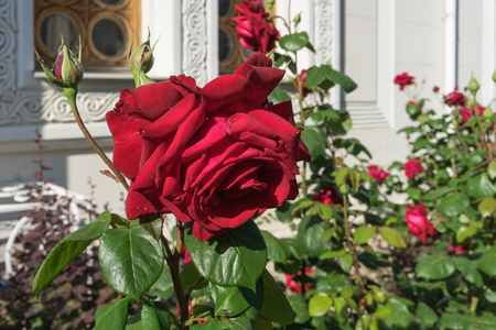 flowerbed with lush red roses at the walls of the building of light stone.の写真素材