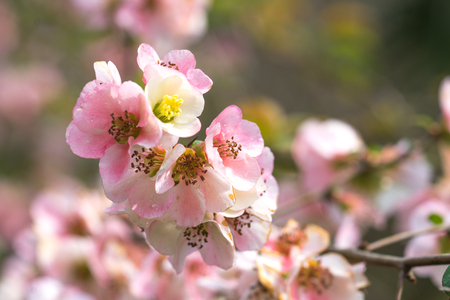 Spring flowers of the Japan quince on the long branches on a light background on a clear day.の写真素材