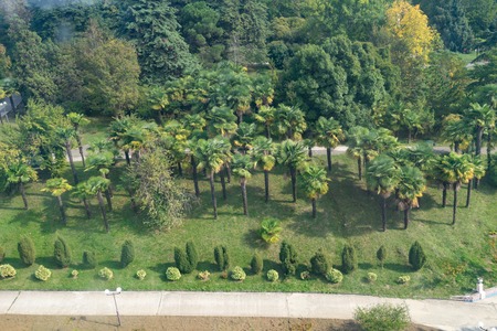 Top view of the natural tropical Parkの写真素材