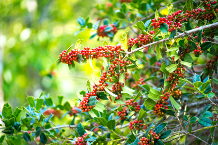 The Ilex aquifolium shrub with bright red berries on blurred green background on a Sunny day.の写真素材