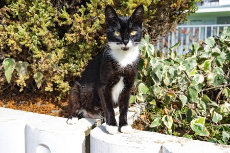 black-and-white shorthaired cat with yellow eyes sitting on a bed with plants.の写真素材