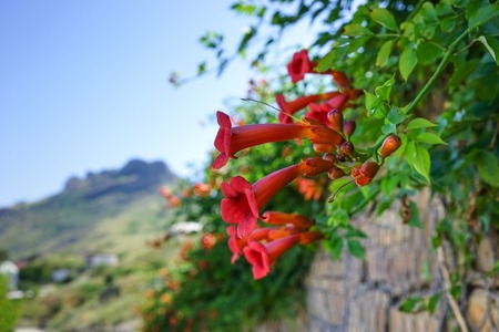 Climbing the fence kampsis with beautiful orange flowers on a blurred landscape background.の写真素材