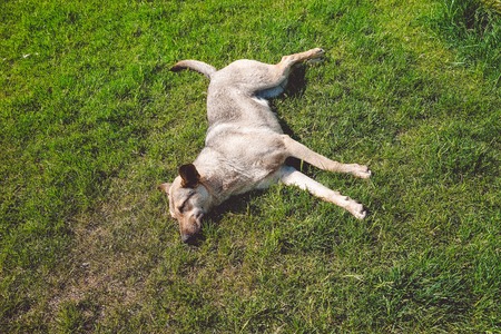 The street dog sleeps on the green grass on a Sunny day.の写真素材