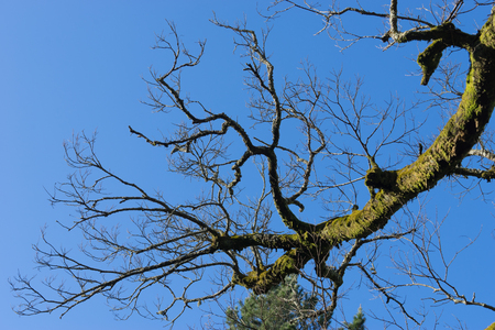 Natural background with tree trunks covered with bright green moss against a blue sky.の写真素材