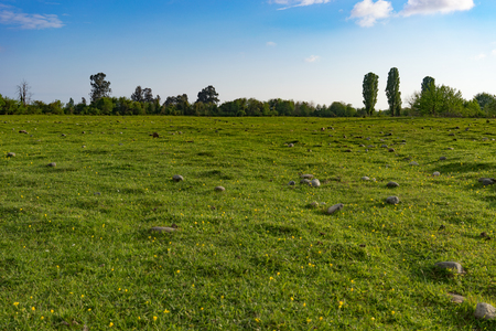 natural landscape with field covered with green grass under blue sky with .の写真素材