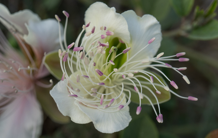 Three caper flowers under sunlightFlowers of capers on the Bush on the background of the earth .の写真素材