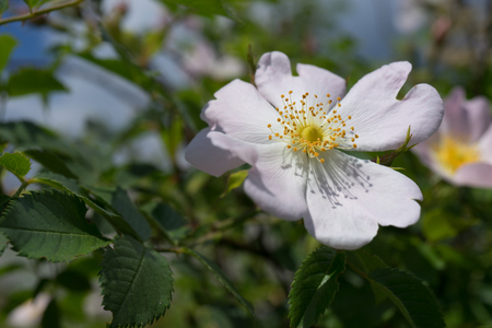 Pink rose flowers on a green Bush in Sunny weather.の写真素材