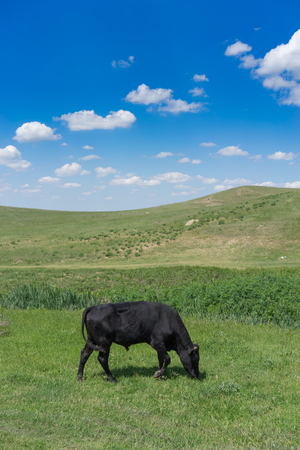 Young black bull on a green field background on a Sunny day.の写真素材