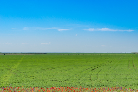 Natural landscape with green field, red poppies on the edge and blue sky with white clouds.の写真素材