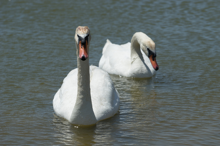 a pair of white swans swims in lake Sasyk-Sivash in Yevpatoria.の写真素材