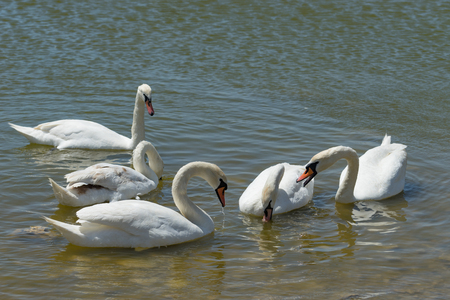A flock of birds swims in the calm water of the lake.の写真素材