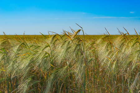 Wheat ears against the blue sky on a Sunny dayの写真素材