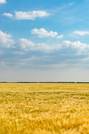 Natural landscape with yellow wheat field under blue sky with clouds.の写真素材
