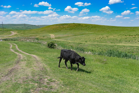 Young black bull on a green field background on a Sunny day.の写真素材