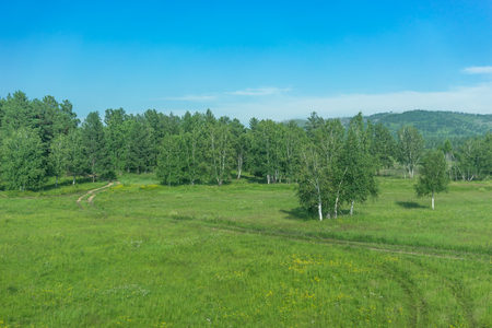 Natural landscape with birch grove on blue background .の写真素材