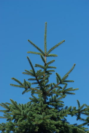 the top of the spruce against the blue sky on a Sunny dayの写真素材
