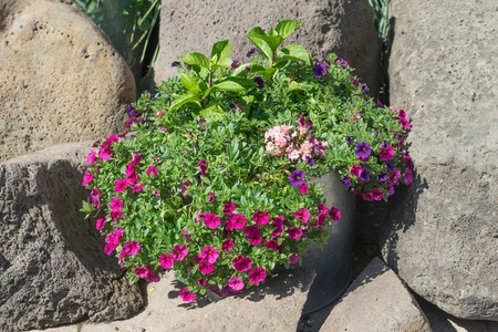 garden flowers in an Alluminum bucket on a background of large stones on a Sunny dayの写真素材