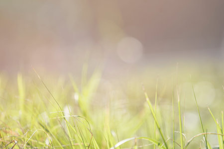 Delicate light green background with grass and blur. For network and design