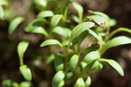 macro photography sprouts arugula. Small stems sprout from seed and grow under .の写真素材