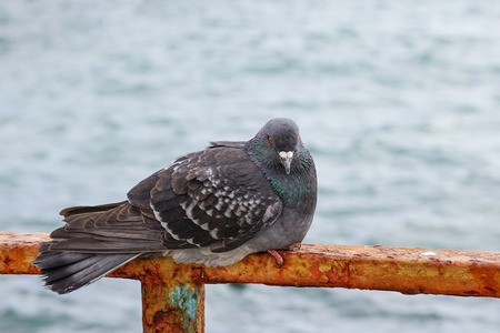 Large gray dove sitting on a rusty metal fence on the background of the water surface. The portrait of a bird.の写真素材