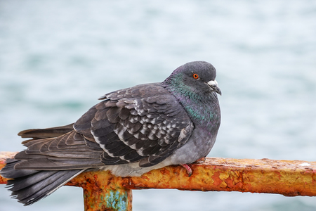 Large gray dove sitting on a rusty metal fence on the background of the water surface. The portrait of a bird.の写真素材