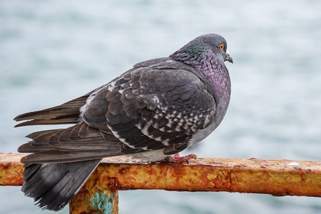 Large gray dove sitting on a rusty metal fence on the background of the water surface. The portrait of a bird.の写真素材