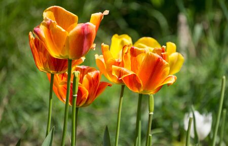 Natural background with yellow tulipsの写真素材