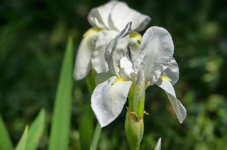 floral background with white iris and green leavesの写真素材