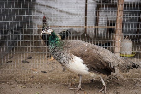 Female peacock on the background of aviary with other birdsの写真素材