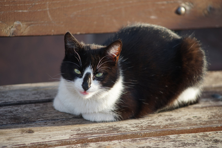 portrait of a black and white cat on a wooden bench on a Sunny dayの写真素材