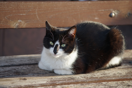portrait of a black and white cat on a wooden bench on a Sunny dayの写真素材