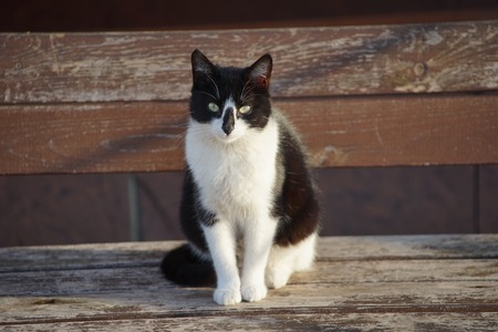 portrait of a black and white cat on a wooden bench on a Sunny dayの写真素材