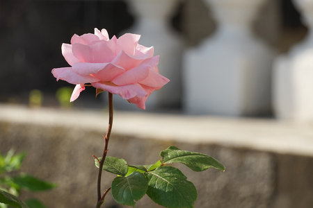 Pink rose flower on blurred green background.の写真素材