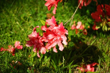 Rhododendron branches with pink flowers on blurred green background.の写真素材