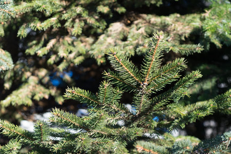 Natural background with branches of spruce against the blue sky